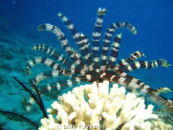 Feather Star by Loay Rayyan 